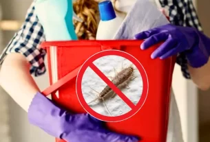 dicas naturais para eliminar traças