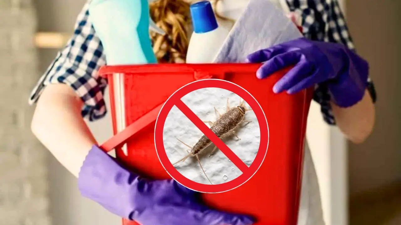 dicas naturais para eliminar traças