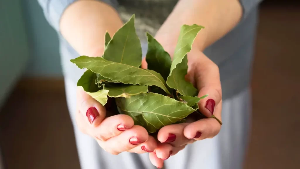 dicas naturais para eliminar traças