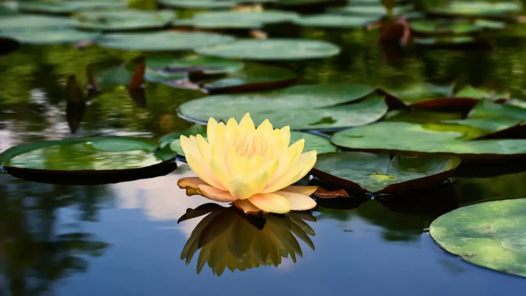 Curiosidades e Cuidados sobre a Flor de Lotus