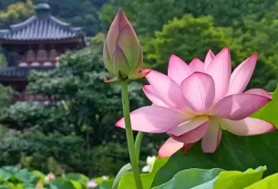 Curiosidades e Cuidados sobre a Flor de Lotus