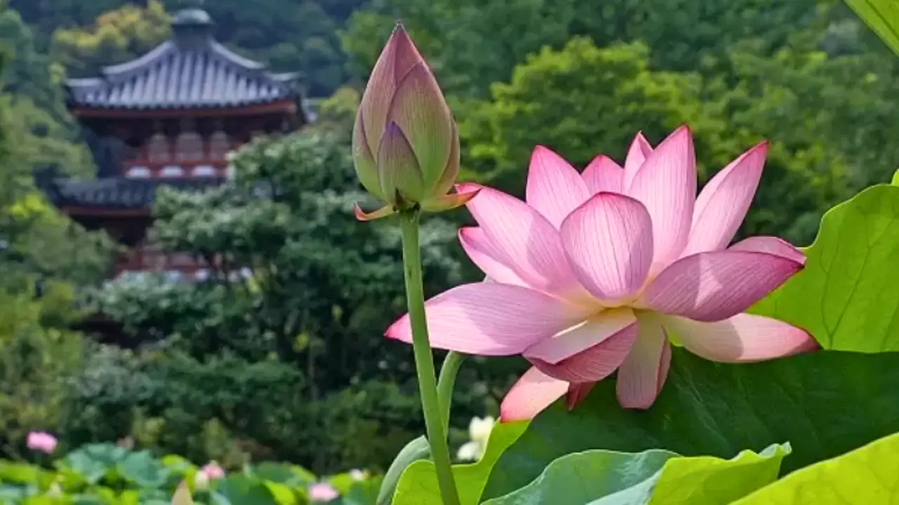 Curiosidades e Cuidados sobre a Flor de Lotus