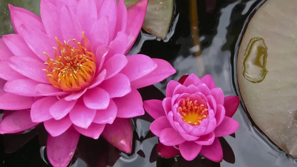Curiosidades e Cuidados sobre a Flor de Lotus