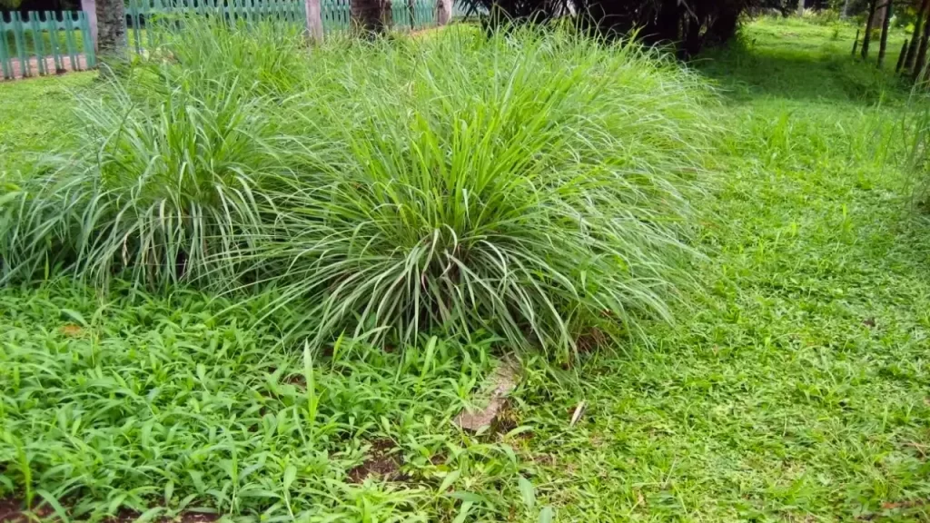 Plantas que Afastam Escorpiões