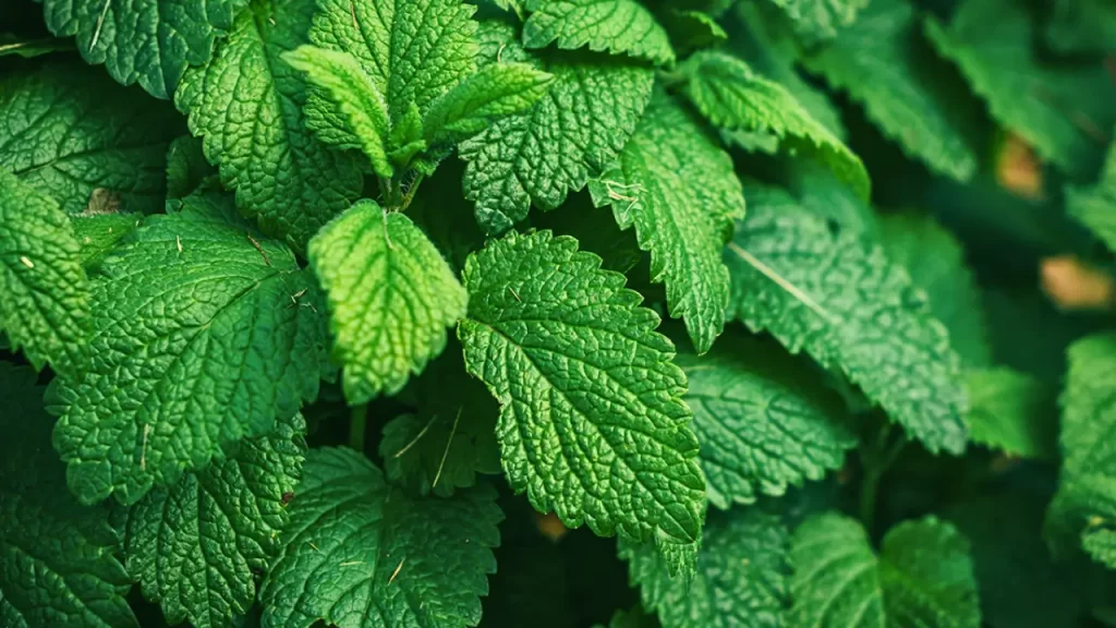 Plantas que Afastam Escorpiões