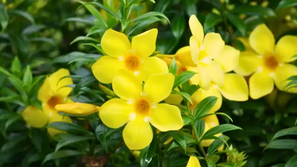 cuidados com o jasmim