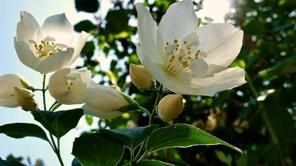 cuidados com o jasmim