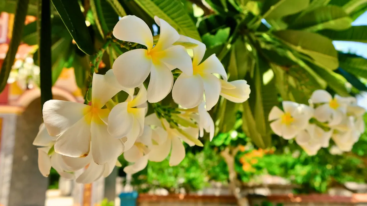 cuidados com o jasmim