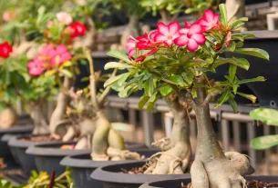 segredos da rosa do deserto