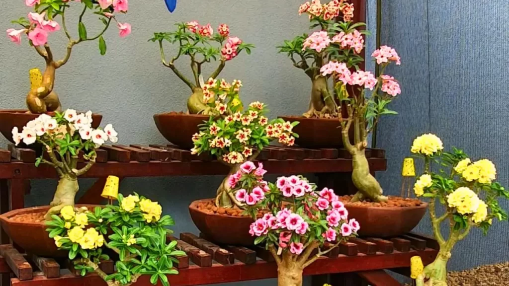 segredos da rosa do deserto