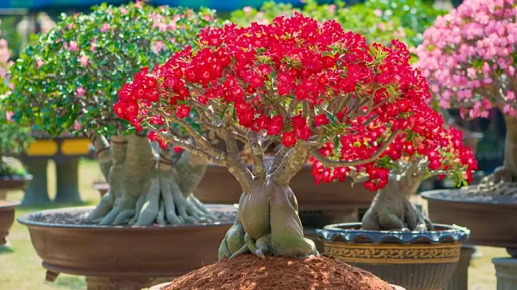 segredos da rosa do deserto