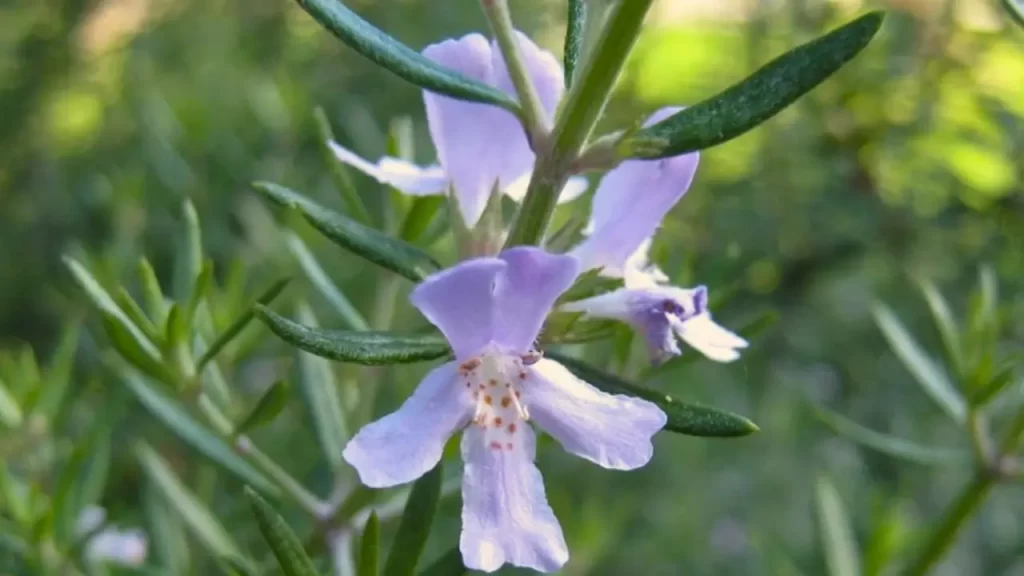 sentidos da expressão alecrim dourado