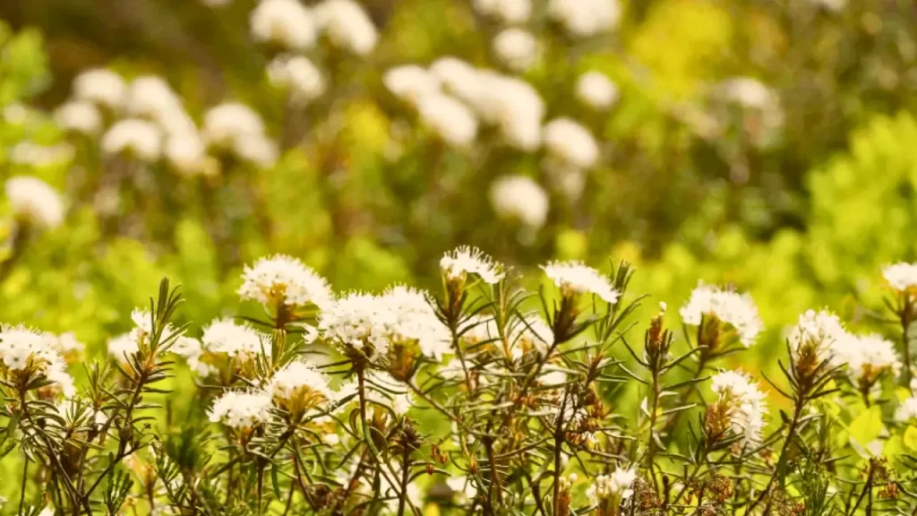 sentidos da expressão alecrim dourado