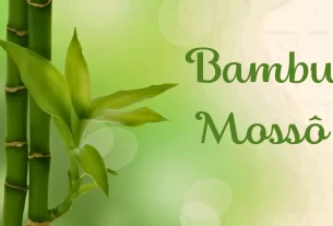 Bambu Mossô