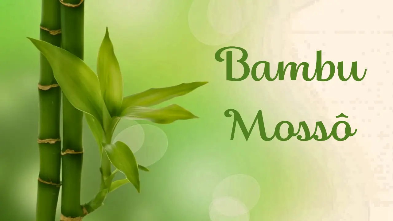 Bambu Mossô