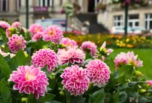 Como Cultivar Dália