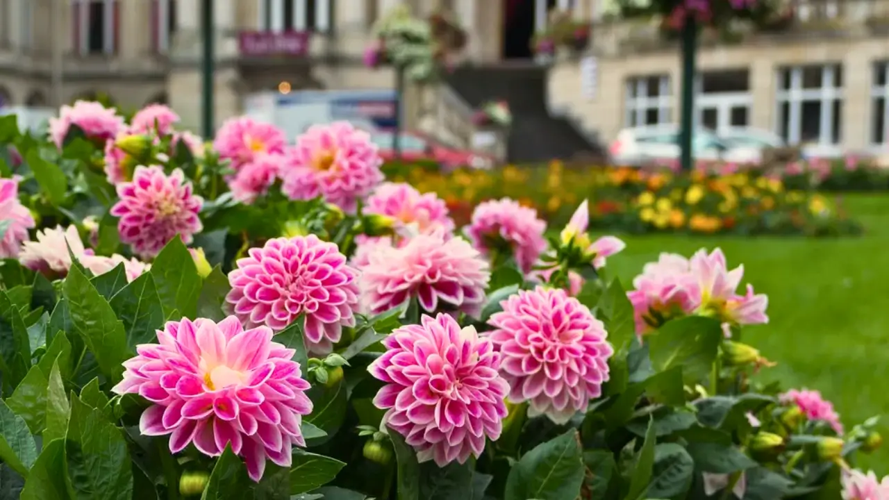 Como Cultivar Dália