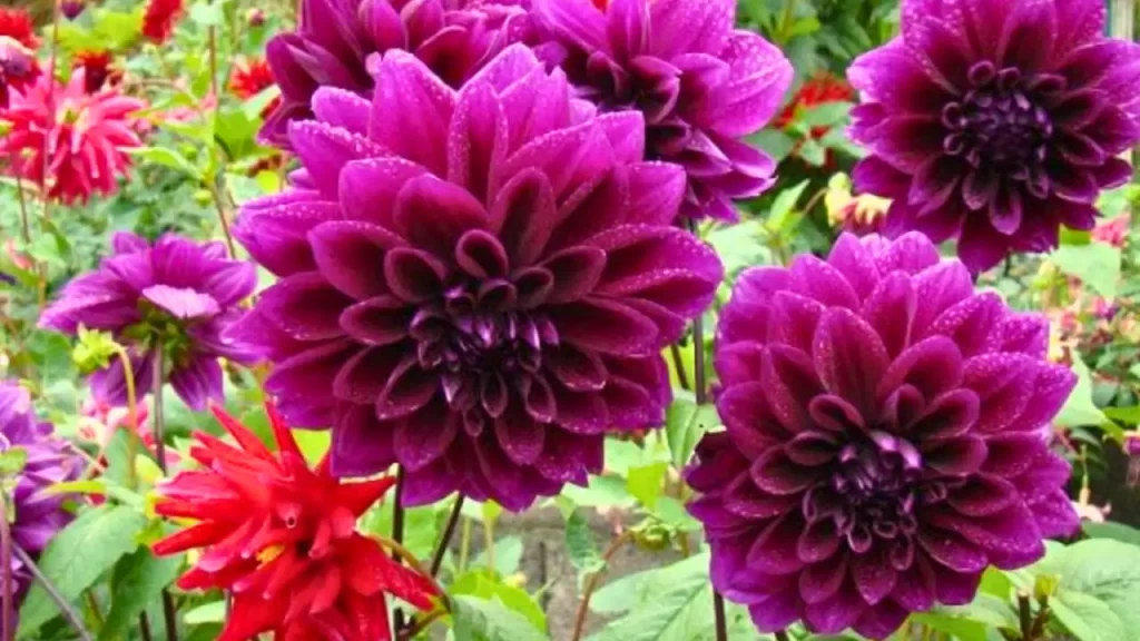 Como Cultivar Dália