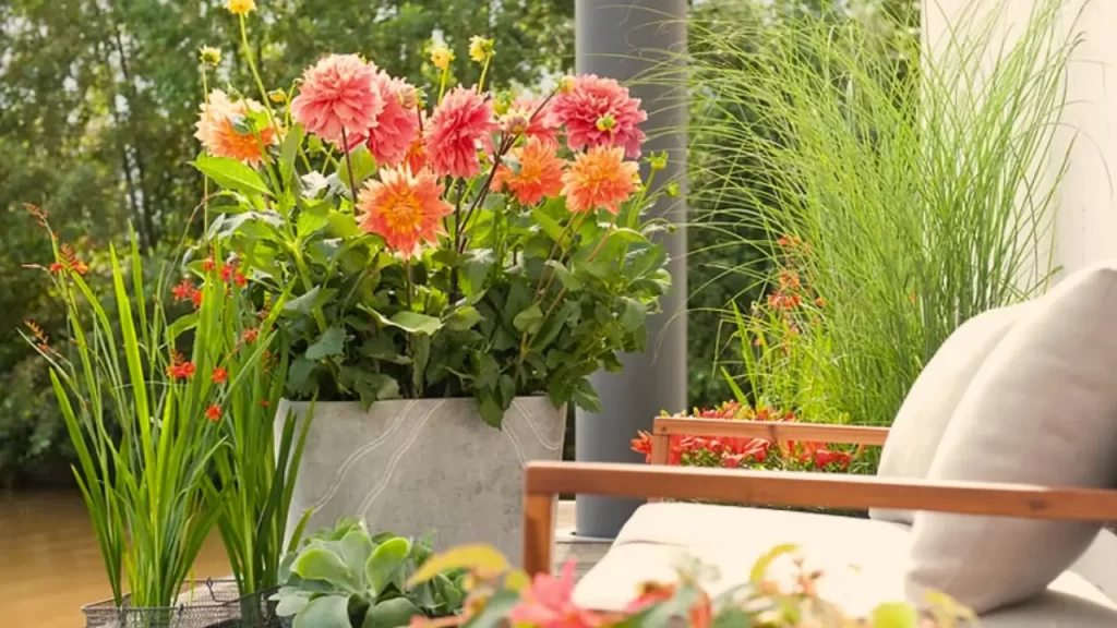 Como Cultivar Dália