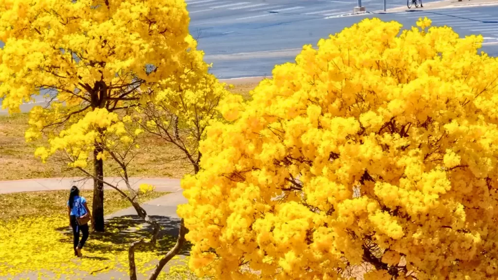 floração dos ipês