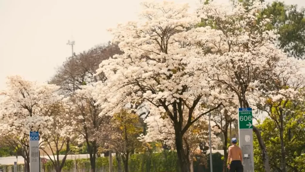 floração dos ipês