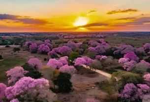 floração dos ipês