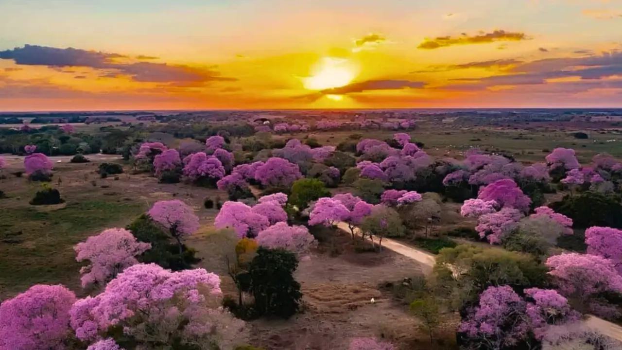 floração dos ipês
