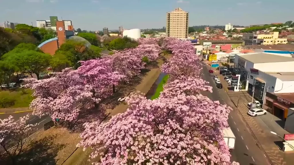 floração dos ipês