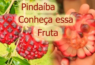 pindaíba