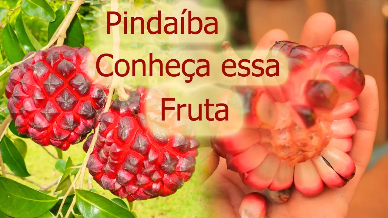 pindaíba
