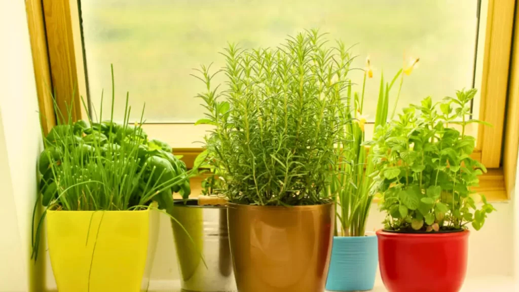 Manter a casa sempre cheirosa de forma natural 