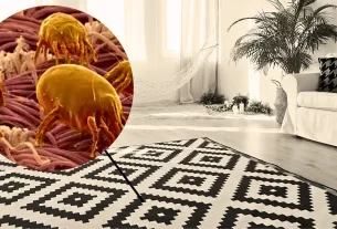 limpeza e manutenção de tapetes e carpetes