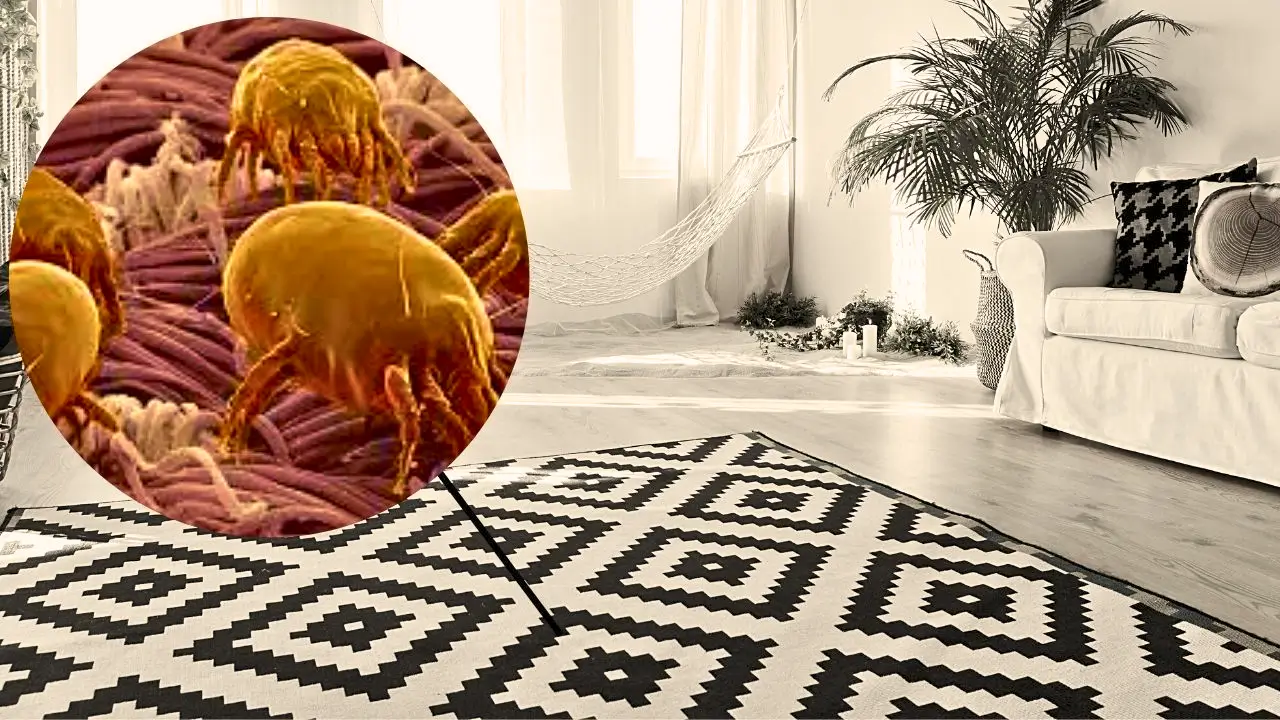 limpeza e manutenção de tapetes e carpetes