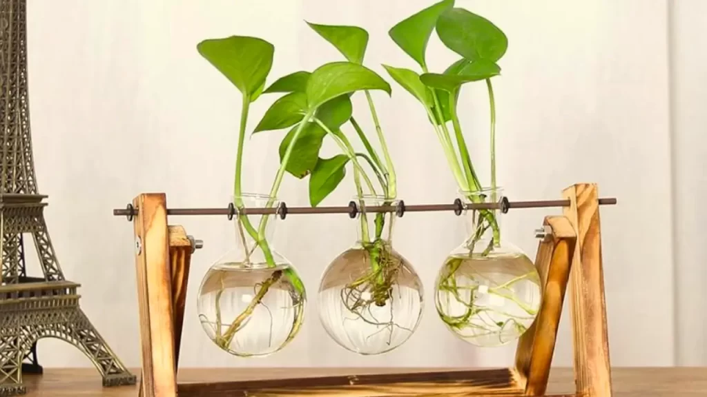 plantas aquáticas para ter em casa