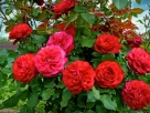 Rosas