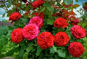 Rosas