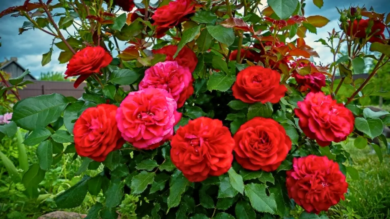Rosas