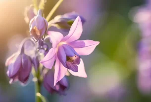 Aquilegia Vulgaris