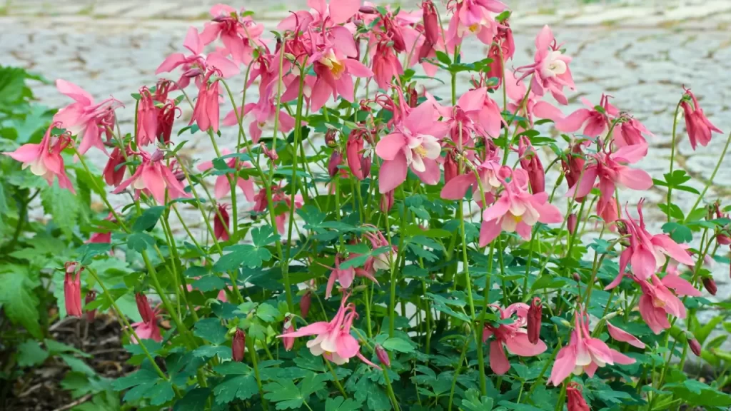 Aquilegia Vulgaris