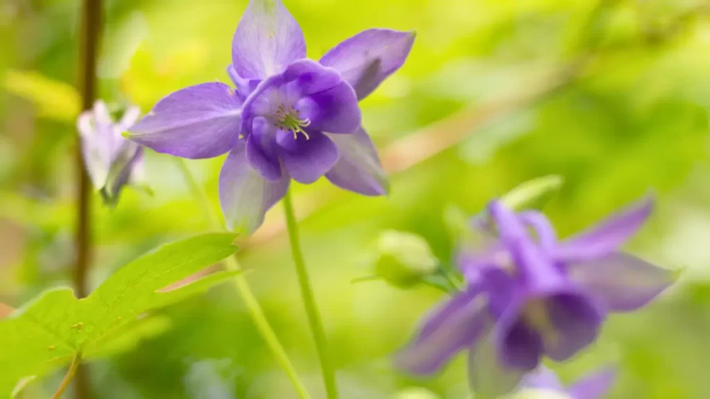 Aquilegia Vulgaris