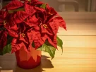 flor de Natal