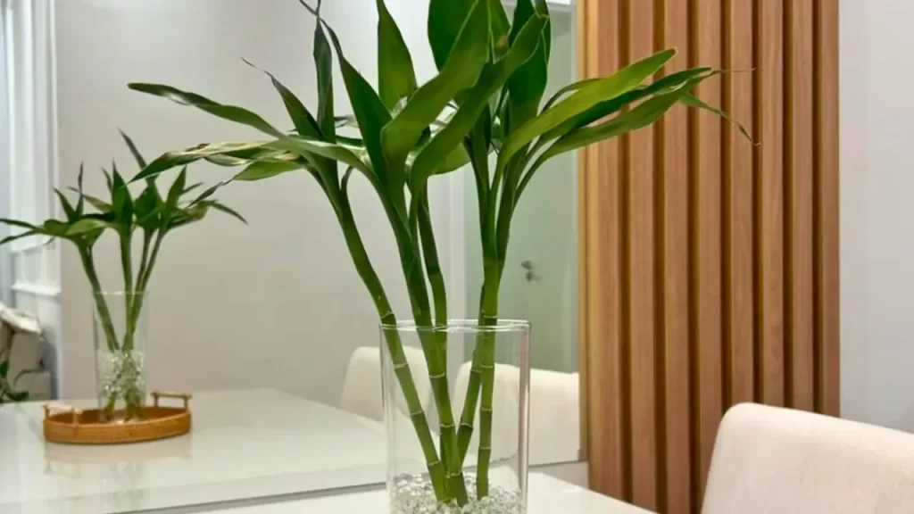 plantas para atrair dinheiro no novo ano