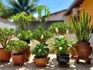 plantas para atrair dinheiro no novo ano