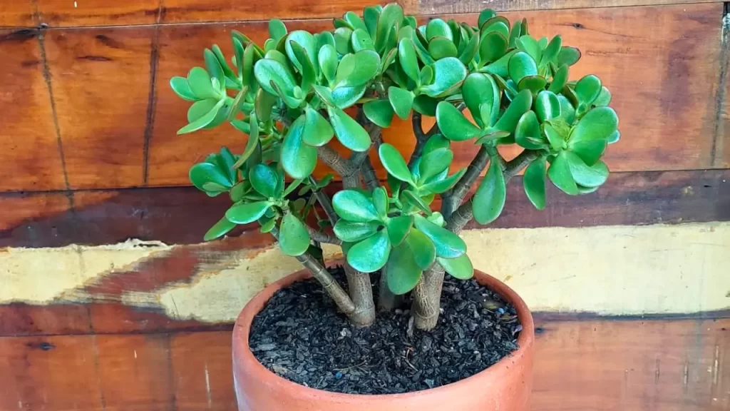 plantas para atrair dinheiro no novo ano